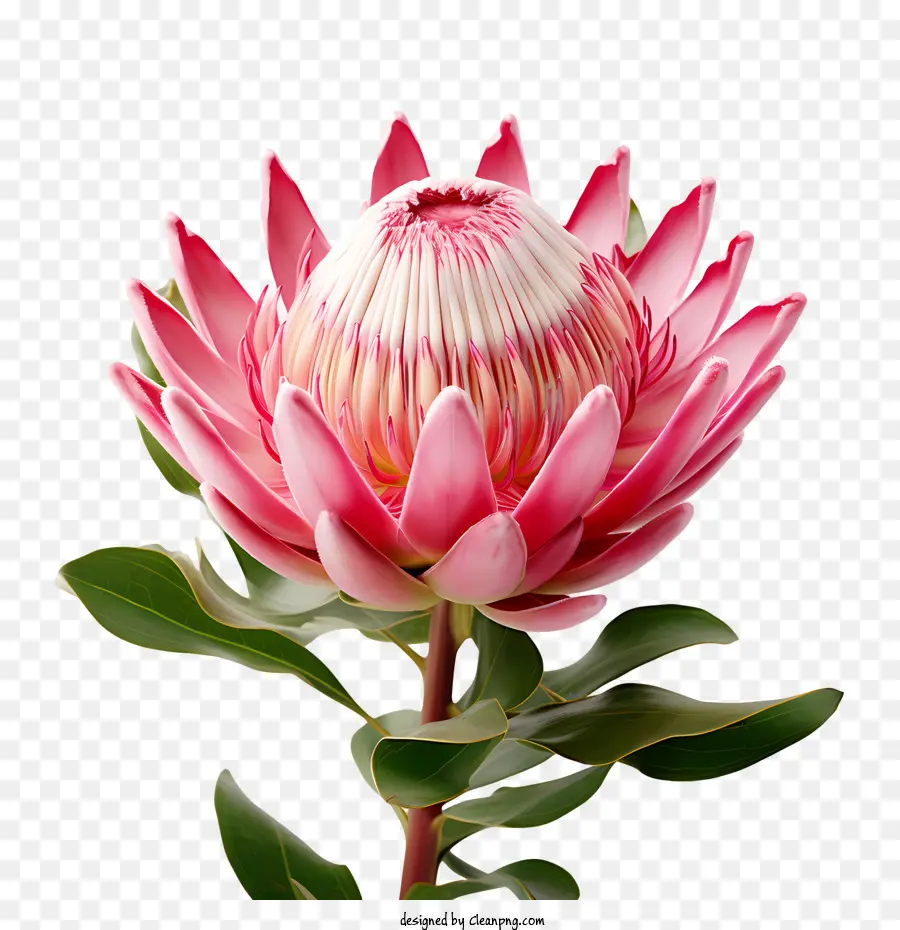 بروتيا زهرة，الوردي PNG