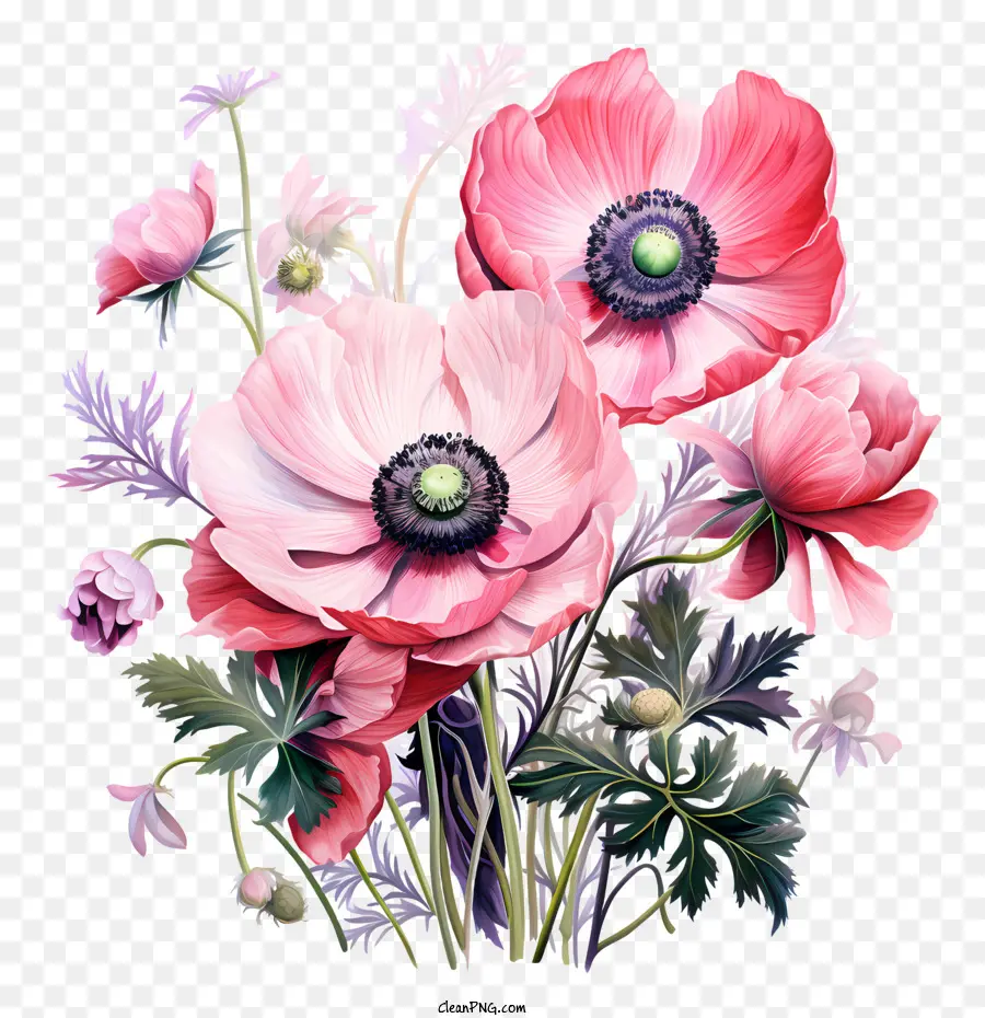 شقائق النعمان زهرة，الزهور PNG