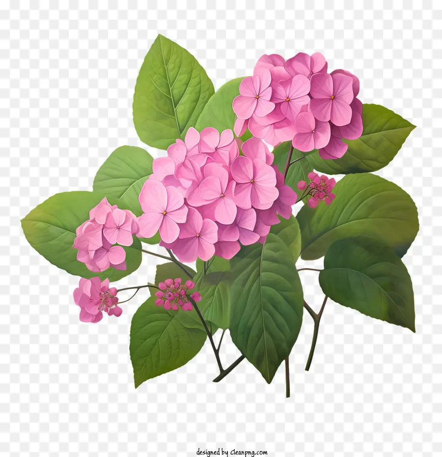 الكوبية زهرة，الزهور الوردية PNG