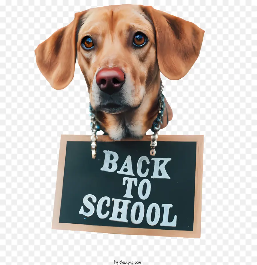 العودة إلى المدرسة，الكلب PNG