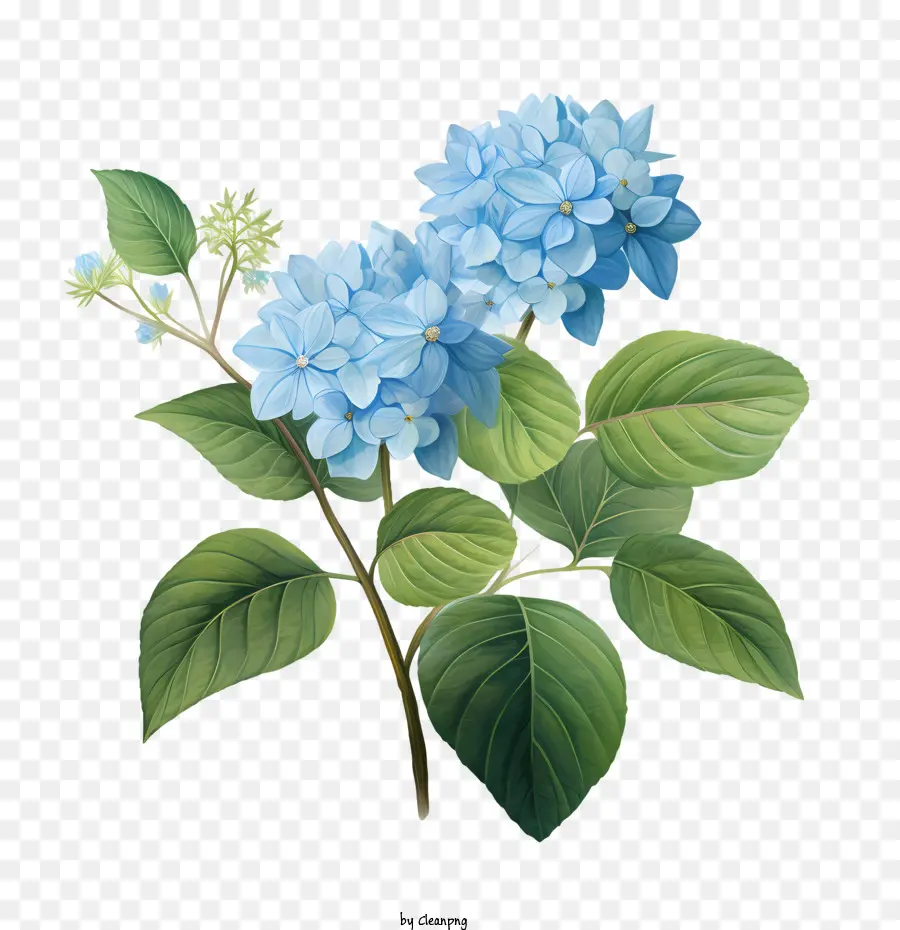 الكوبية زهرة，الزهور الزرقاء PNG