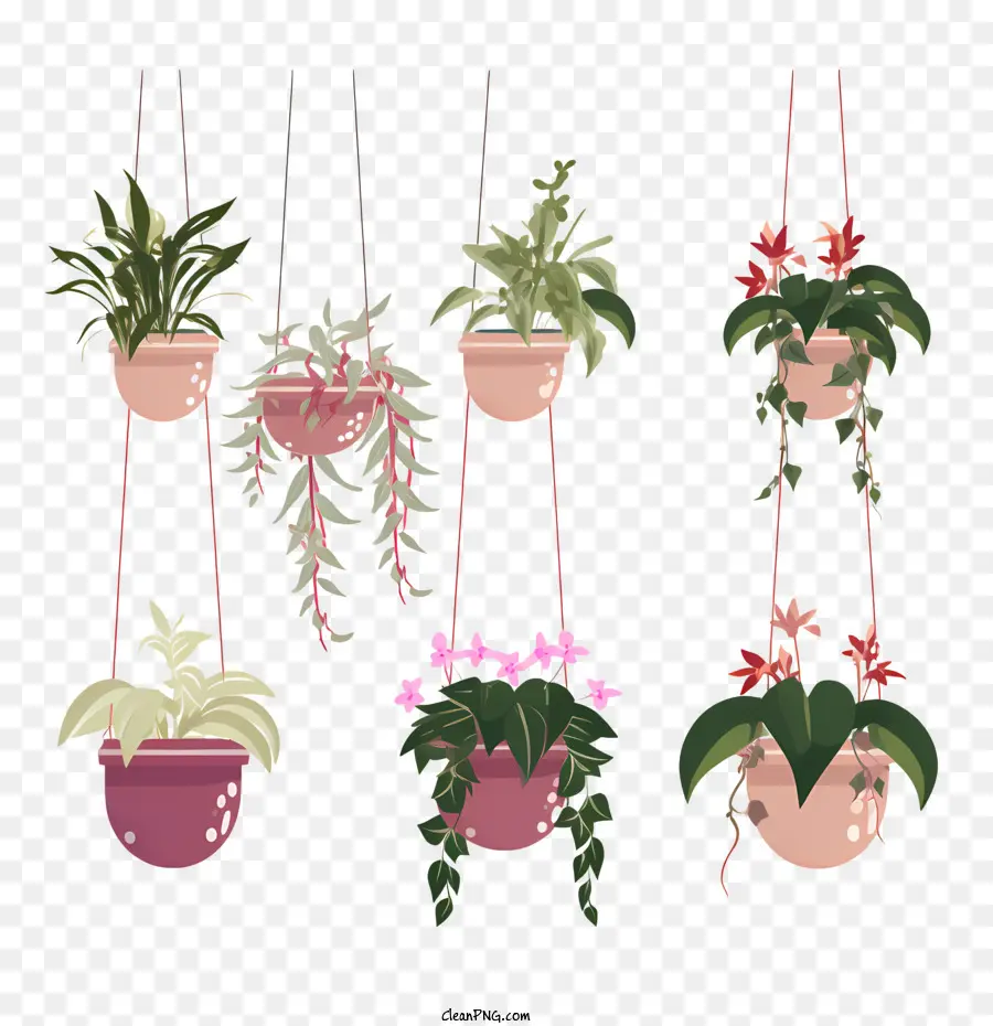 نبات معلق مع وعاء，نباتات الأصص PNG