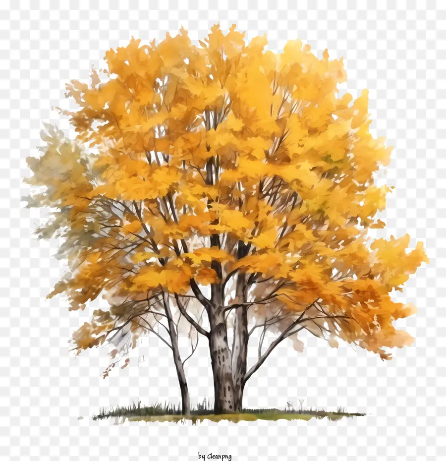 شجرة الخريف，أوراق الخريف PNG