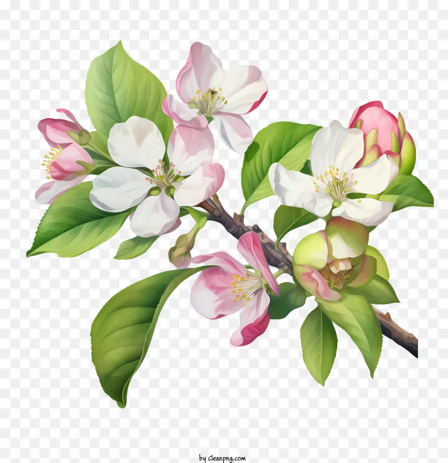 زهر التفاح，أزهار التفاح PNG