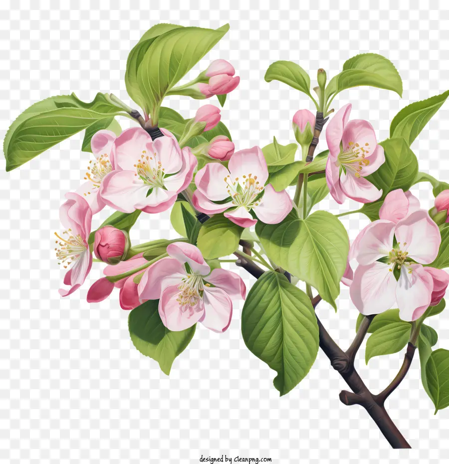 زهر التفاح，أزهار التفاح PNG