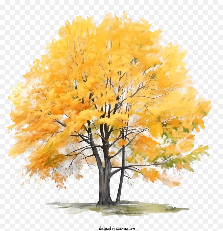 شجرة الخريف，الأصفر شجرة PNG