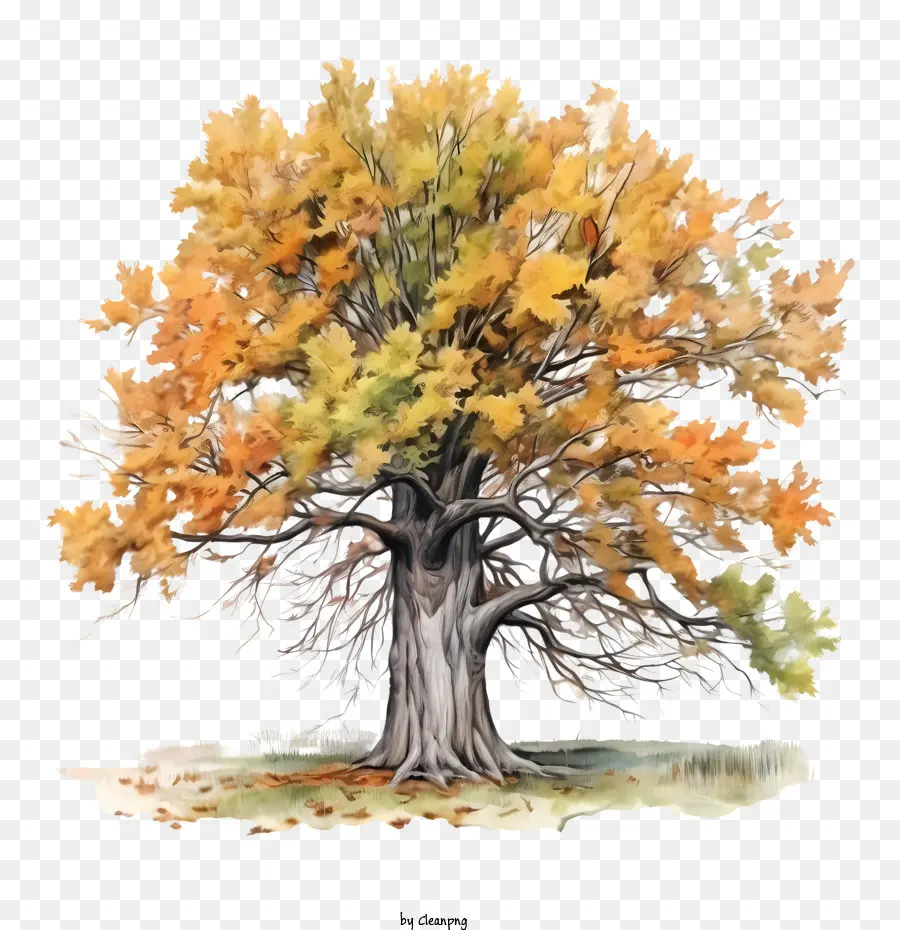 شجرة الخريف，شجرة PNG