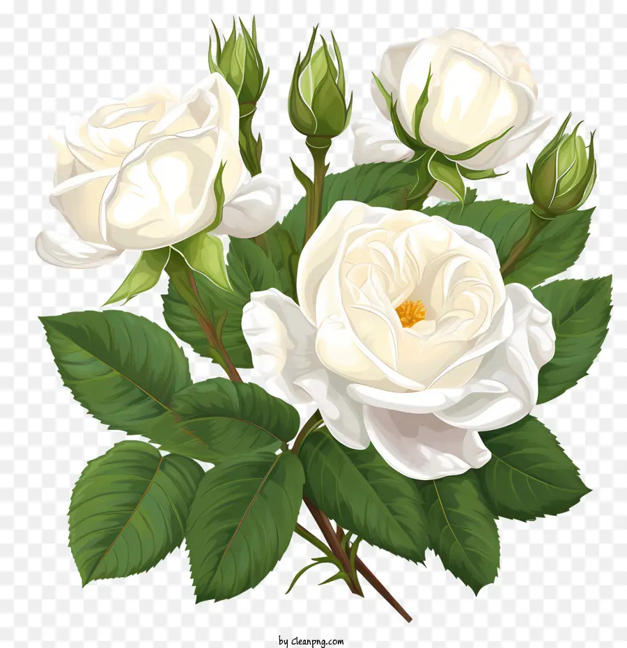 زهرة وردة بيضاء，الورود PNG