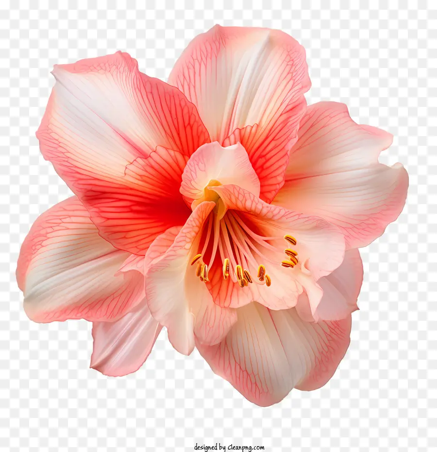 زهرة أماريليس，زهرة الوردي PNG
