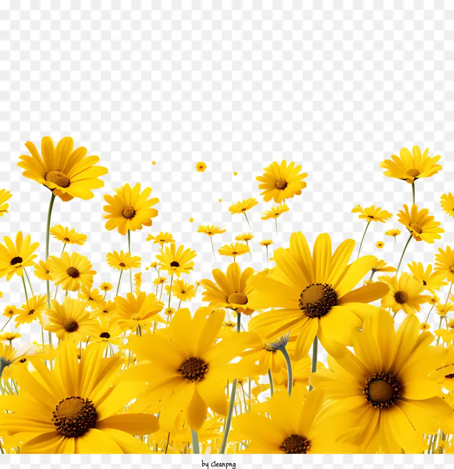 الزهور الصفراء，عباد الشمس PNG
