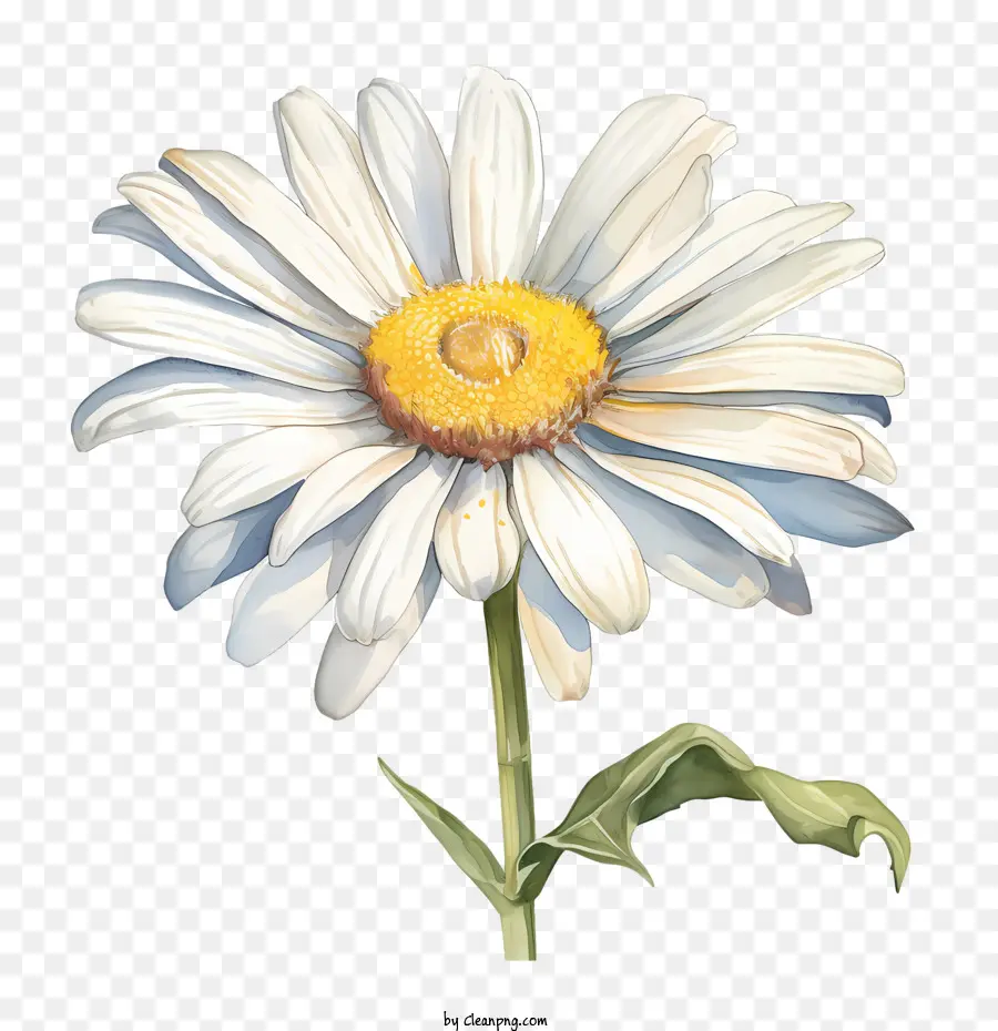 زهرة الأقحوان，ديزي الأبيض PNG