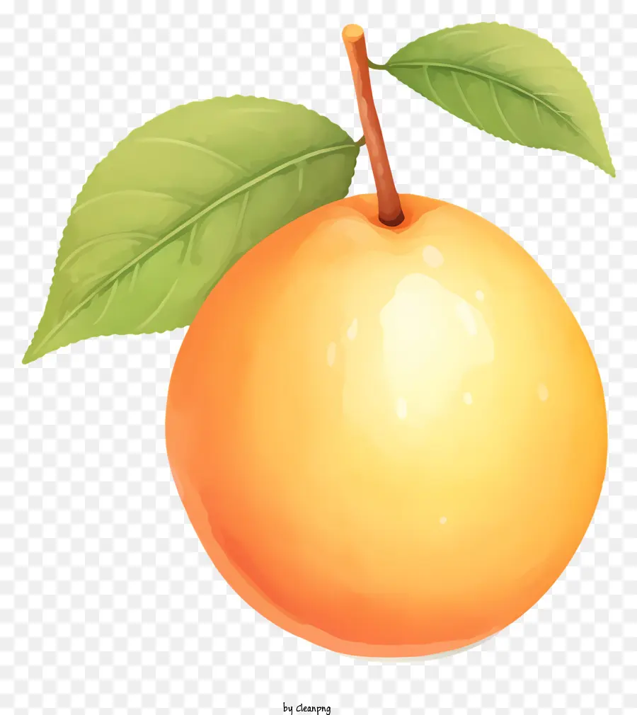 ناضجة البرتقال，الفاكهة التي تم اختيارها حديثًا PNG