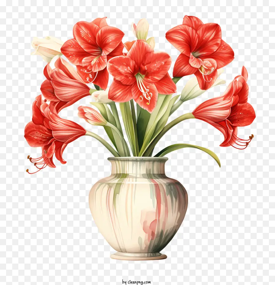 زهرة أماريليس，الزهور الحمراء PNG