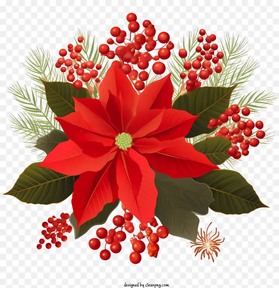 زهرة البونسيت，بونسيتيا الحمراء PNG