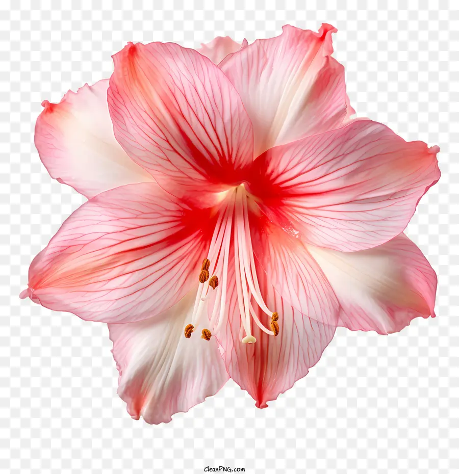 زهرة أماريليس，زهرة الوردي PNG