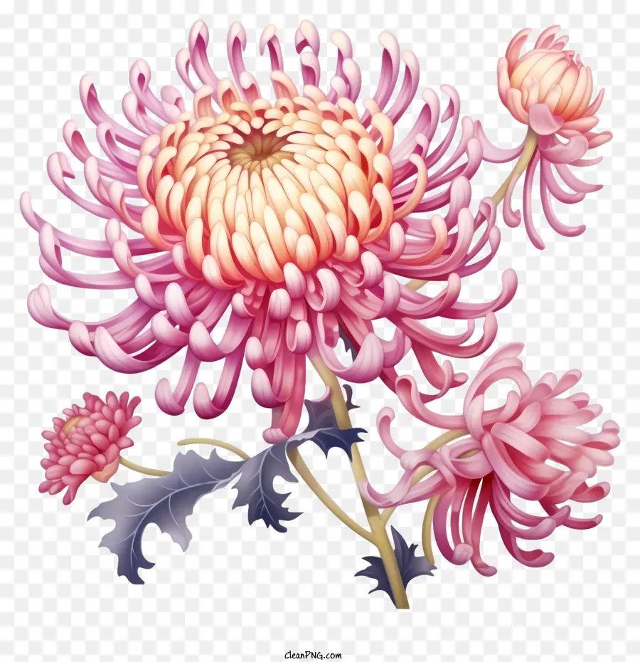 القرص الوردي Chrysanthemums，ترتيب باقة PNG