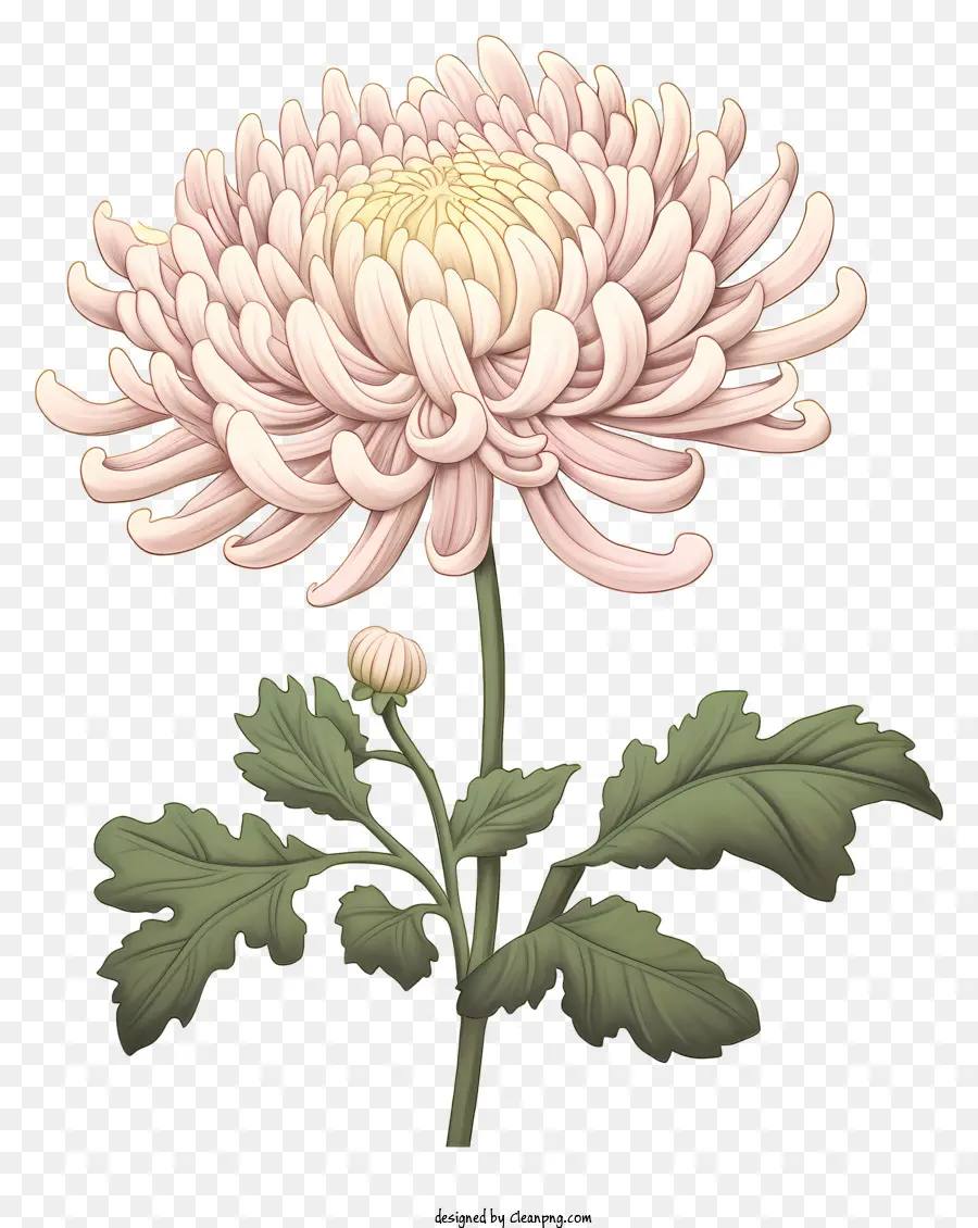 زهرة الاقحوان，القرص الوردي Chrysanthemum PNG