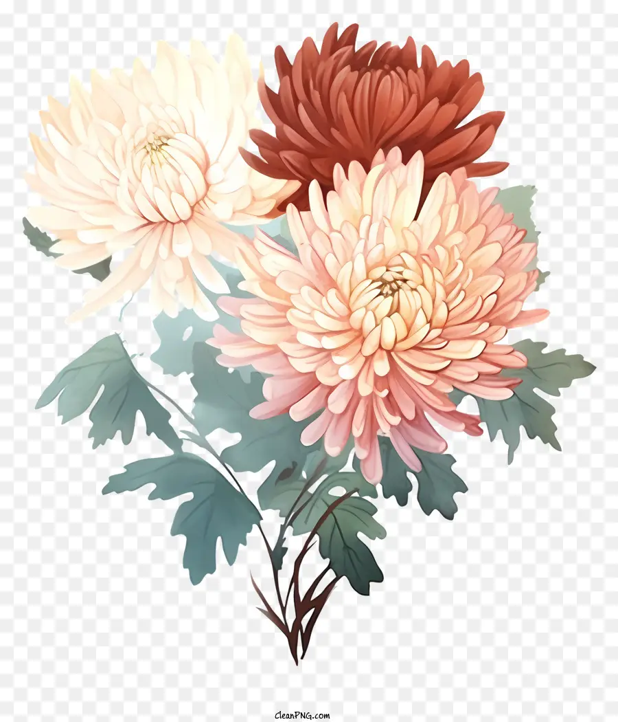 الأقحوان，القرص الوردي Chrysanthemums PNG