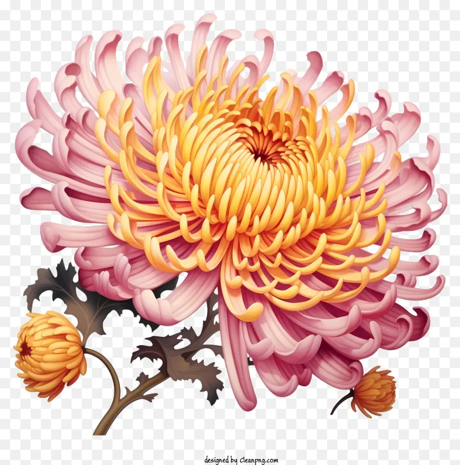 زهرة الاقحوان，مصنع Chrysanthemum PNG