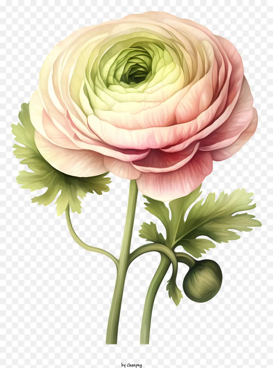 زهرة الوردي，خلفية سوداء PNG