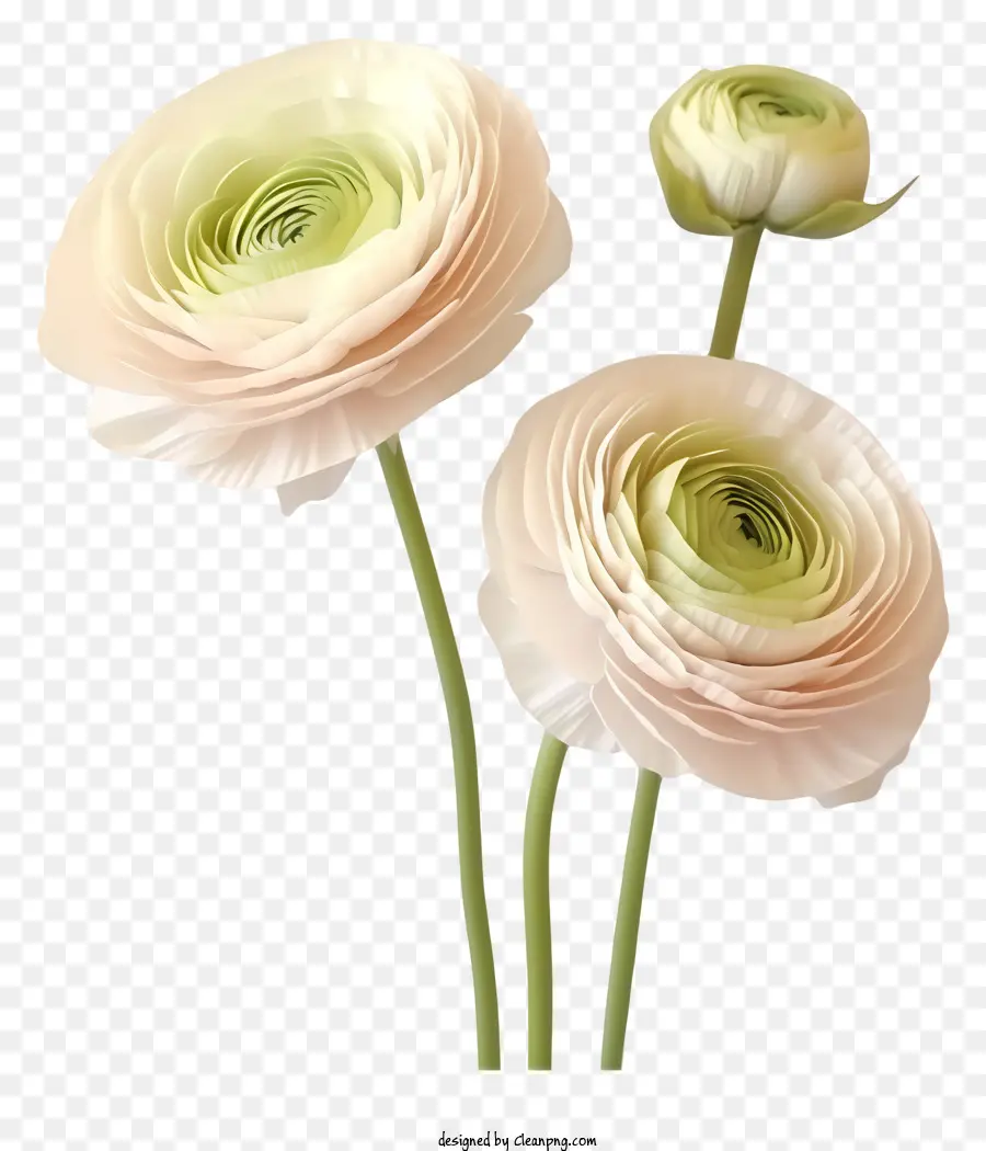 الزهور الوردية，حواف كرة لولبية PNG