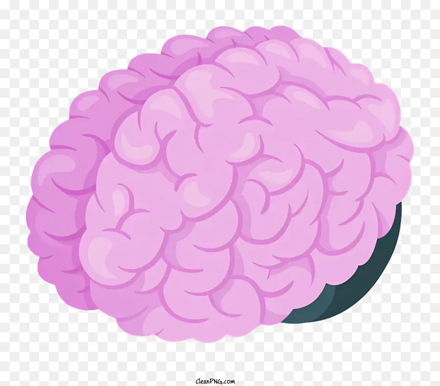 تشريح الدماغ，بنية الدماغ PNG