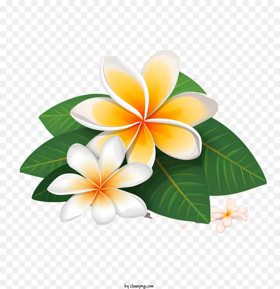 Frangipani زهرة，الأزهار PNG