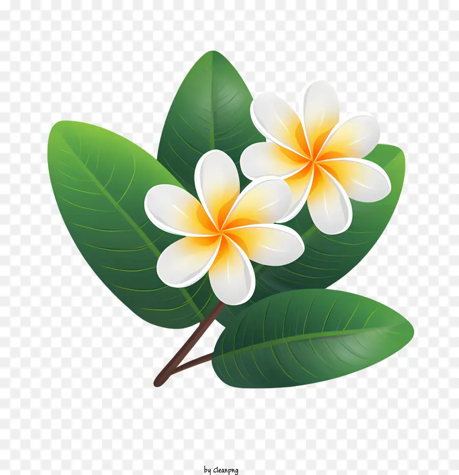 Frangipani زهرة，هاواي PNG