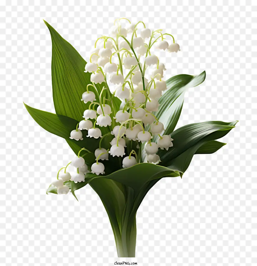 زنبق الوادي，الزهور البيضاء PNG