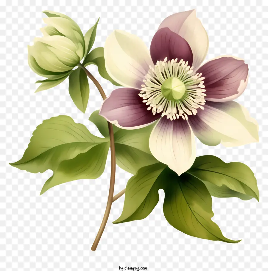 زهرة كليماتيس，زهرة أرجوانية وبيضاء PNG