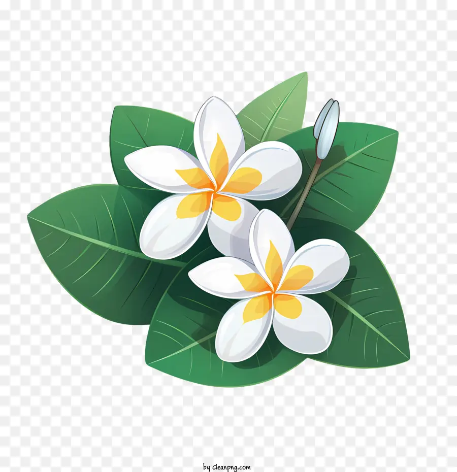 زهرة بلومريا，الأبيض PNG
