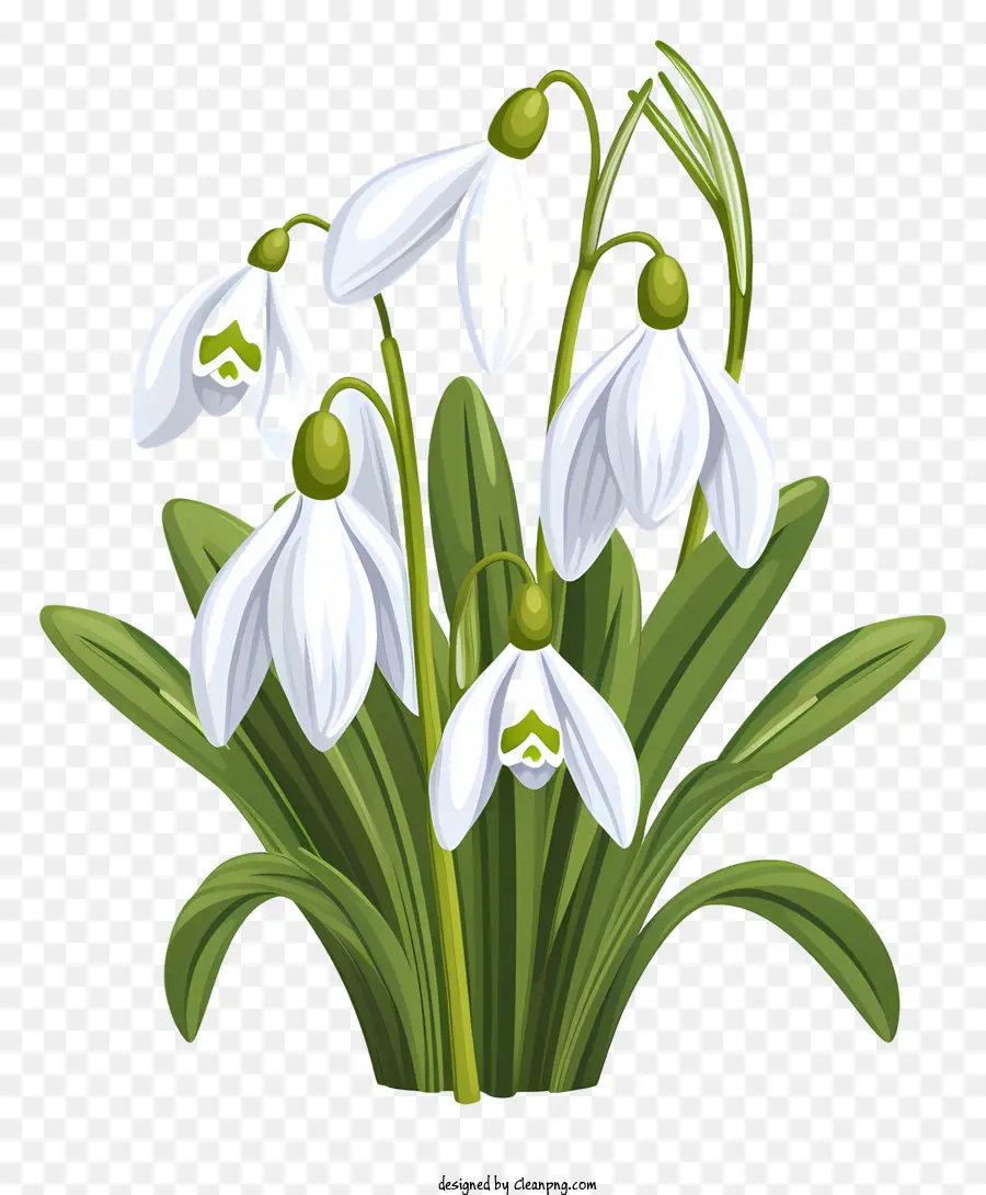 الزهور بالأبيض والأسود，مجموعة من الزهور البيضاء PNG