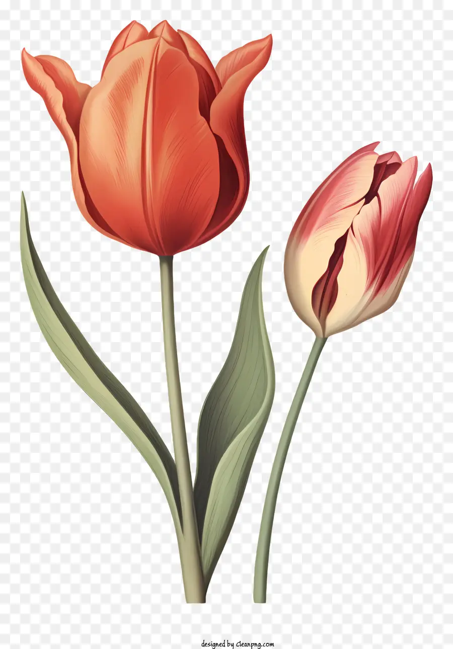 الوردي الزنبق，Flower Flower Photography PNG