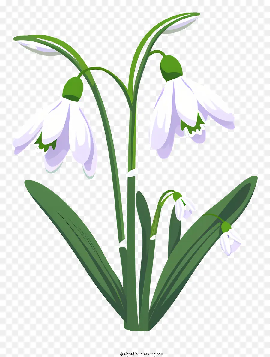 زهرة بيضاء，خمس بتلات PNG