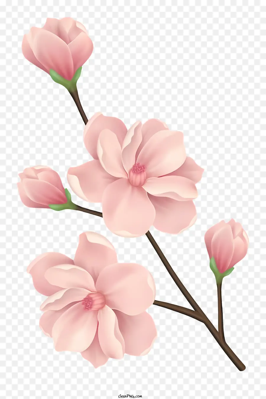 الزهرة الوردية，زهرة البتلة PNG