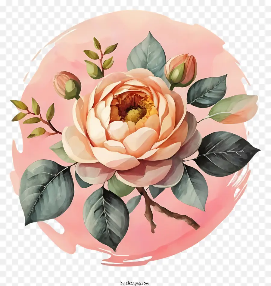 زهرة الفاوانيا，اللوحة PNG
