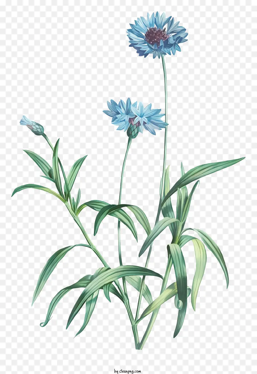 الزهرة الزرقاء，الأوراق الخضراء ، PNG