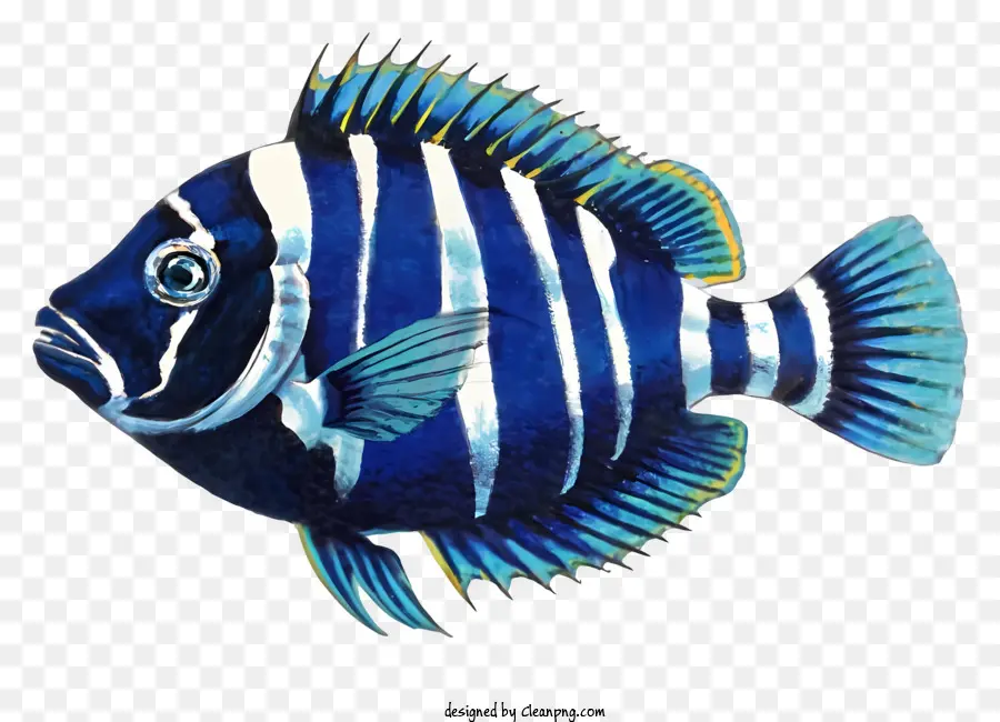 سمكة مخططة，الأسماك الأزرق والأبيض PNG