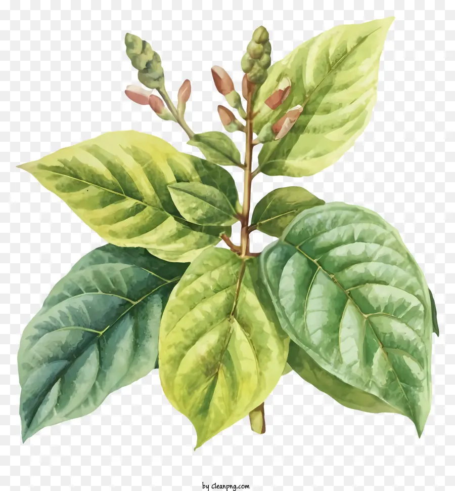 اللوحة，النبات الأخضر الورقية PNG
