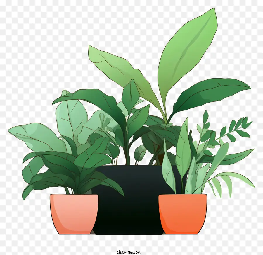 النباتات الداخلية，نباتات الأصص PNG