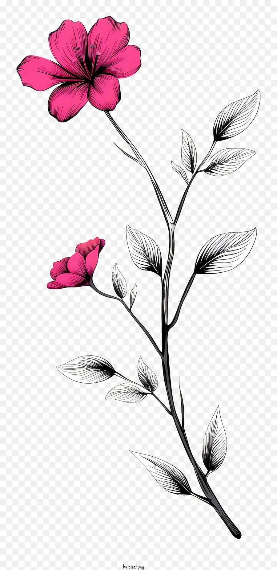 زهرة الوردي，بتلات بيضاء PNG