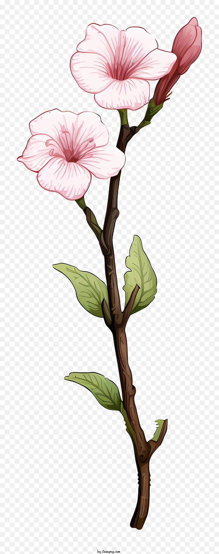 زهرة الوردي，الجذعية طويلة PNG