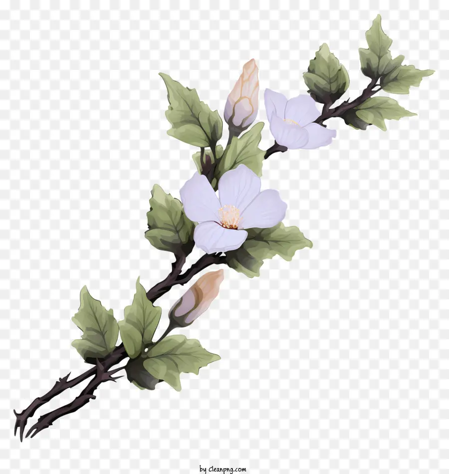 زهرة بيضاء，الأوراق الخضراء ، PNG