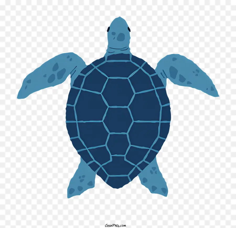 خلفية سوداء，السلاحف الزرقاء PNG