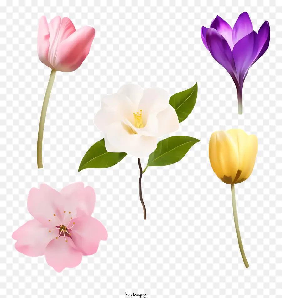 زهور الربيع，باقة PNG