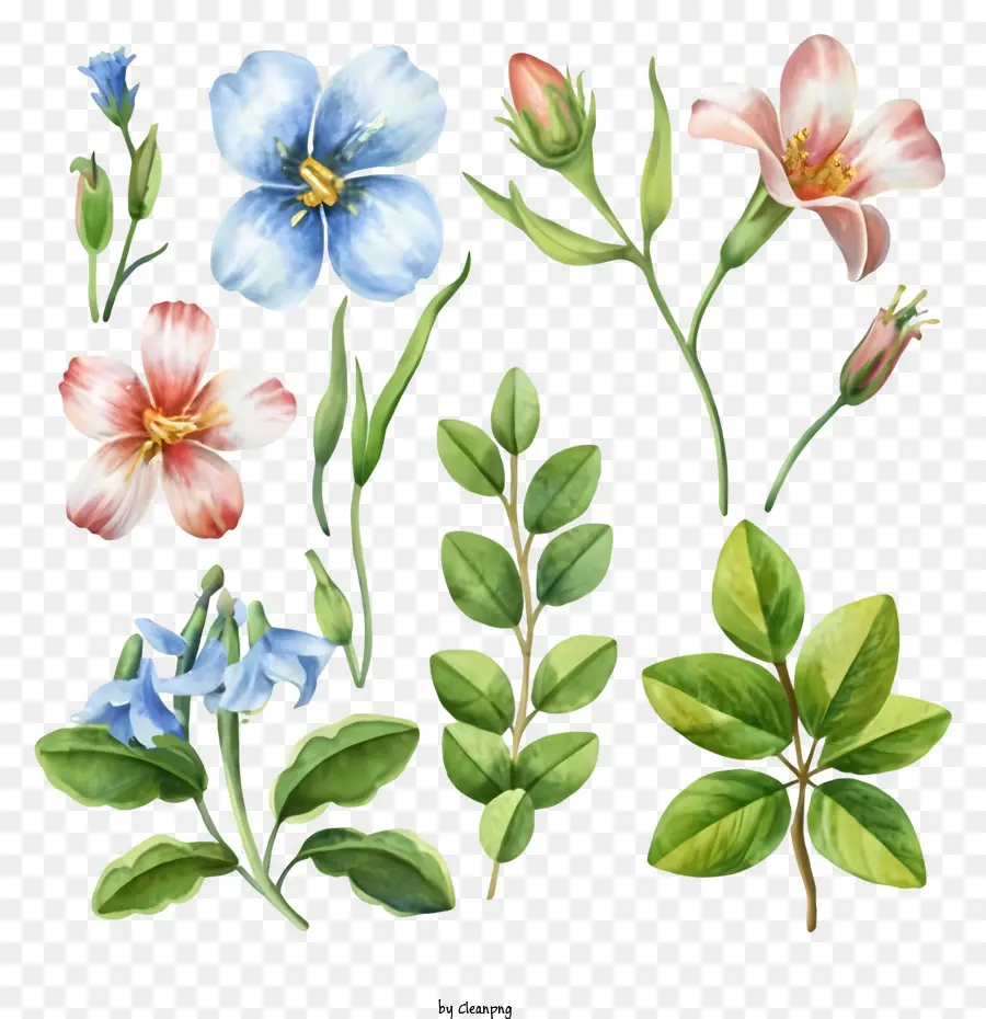 الوردي و الزهور الزرقاء，الرسوم التوضيحية الزهرة التفصيلية PNG