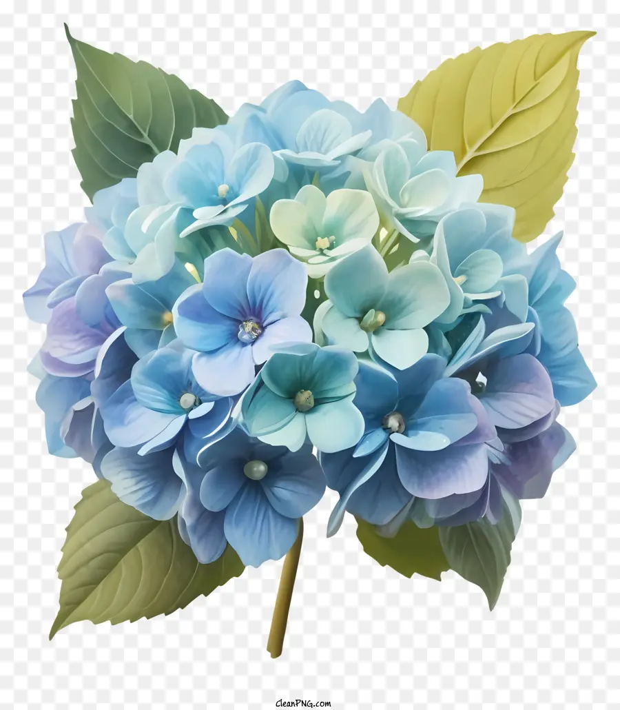 زهرة，الأزرق الداكن PNG