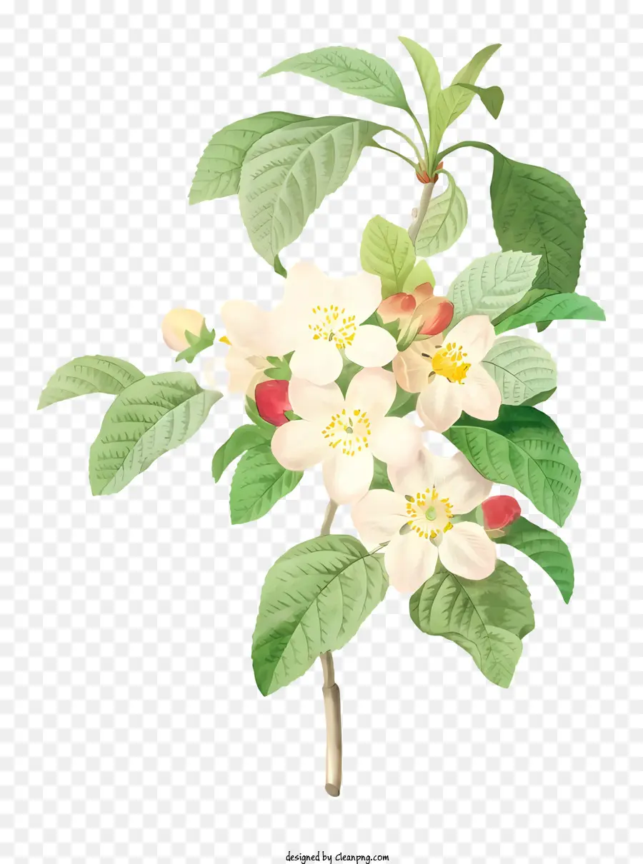 شجرة التفاح البيضاء，الزهور البيضاء PNG