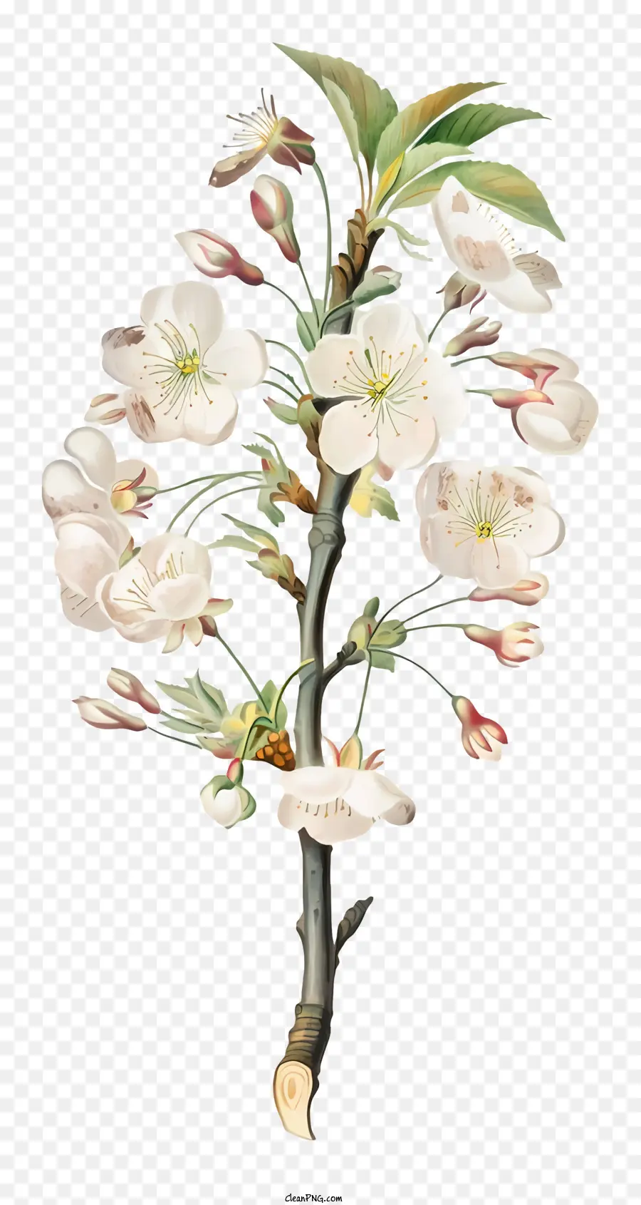 ساكورا，أزهار الكرز PNG