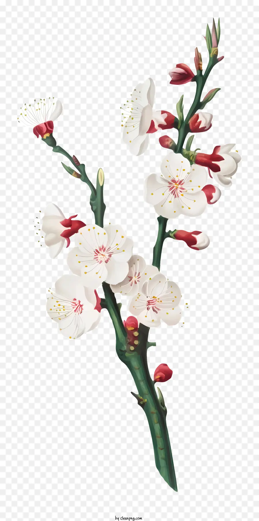 شجرة，الزهور البيضاء PNG